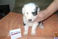 Old English Sheepdog